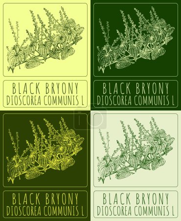 Zeichnungsset BLACK BRYONY in verschiedenen Farben. Handgezeichnete Illustration. Der lateinische Name ist DIOSCOREA COMMUNIS L