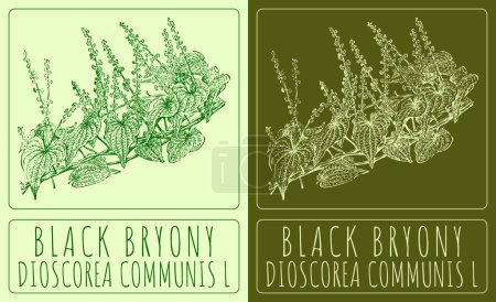 Drawing BLACK BRYONY. Hand drawn illustration. The Latin name is DIOSCOREA COMMUNIS L.