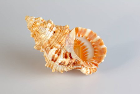 Photo for Sea shell Cymatium lotorium on a white background. - Royalty Free Image