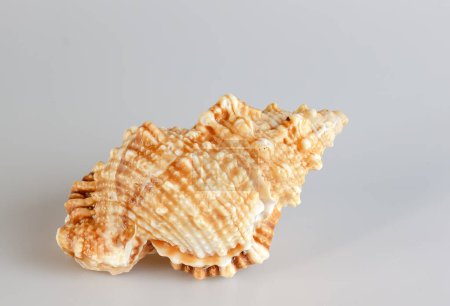 Photo for Sea shell Cymatium lotorium on a white background. - Royalty Free Image