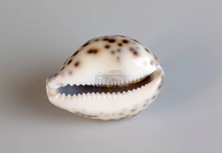 Sea shell Cypraea tigris on a white background.