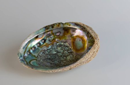Photo for Sea shell Abalone shell Haliotis asinina on a white background. - Royalty Free Image