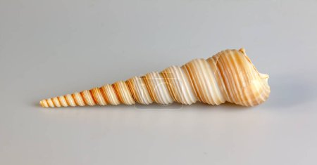 Sea shell Turritella communis on a white background.
