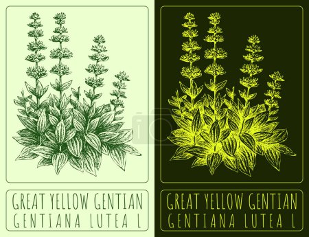 Drawing GREAT YELLOW GENTIAN. Hand drawn illustration. The Latin name is GENTIANA LUTEA L.