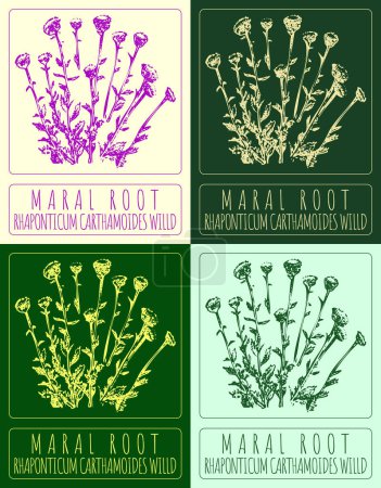 Set of  drawing MARAL ROOT in various colors. Hand drawn illustration. The Latin name is RHAPONTICUM CARTHAMOIDES WILLD.