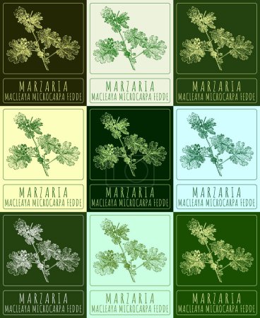 Set of  drawing MARZARIA in various colors. Hand drawn illustration. The Latin name is MACLEAYA MICROCARPA FEDDE.