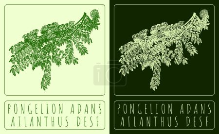 Drawing PONGELION ADANS. Hand drawn illustration. The Latin name is AILANTHUS DESF.