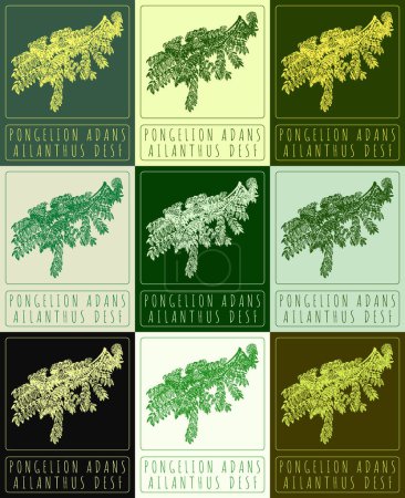 Set of drawing PONGELION ADANS in various colors. Hand drawn illustration. The Latin name is AILANTHUS DESF.