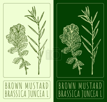 Drawing BROWN MUSTARD. Hand drawn illustration. The Latin name is BRASSICA JUNCEA L.