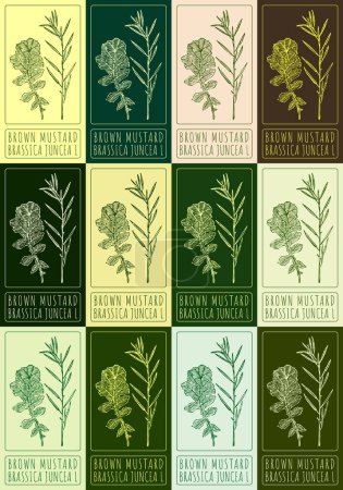 Set of drawing BROWN MUSTARD in various colors. Hand drawn illustration. The Latin name is BRASSICA JUNCEA L.