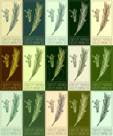 Set of drawing CORDYCEPS PURPUREA in various colors. Hand drawn illustration. The Latin name is CLAVICEPS PURPUREA TUL.
