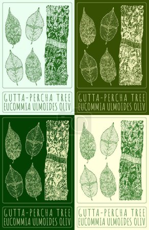 Set of drawing GUTTA-PERCHA TREE in various colors. Hand drawn illustration. The Latin name is EUCOMMIA ULMOIDES OLIV.