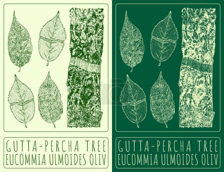 Drawing GUTTA-PERCHA TREE. Hand drawn illustration. The Latin name is EUCOMMIA ULMOIDES OLIV.