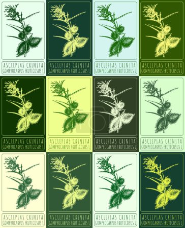 Set of drawing ASCLEPIAS CRINITA in various colors. Hand drawn illustration. The Latin name is GOMPHOCARPUS FRUTICOSUS L.