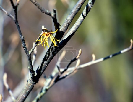 Hamamelis intermedia con flores amarillas que florecen a principios de primavera.