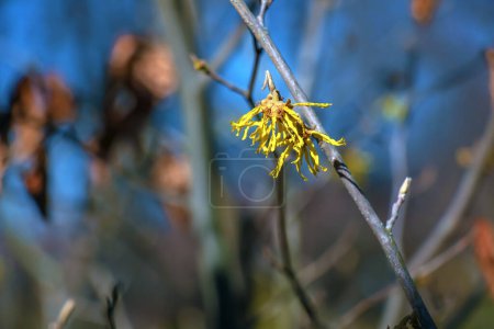 Hamamelis intermedia avec des fleurs jaunes qui fleurissent au début du printemps.