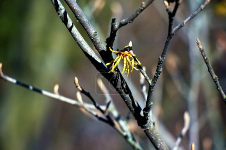 Hamamelis intermedia with yellow flowers that bloom in early spring.