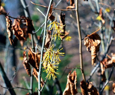 Hamamelis intermedia mit gelben Blüten, die im zeitigen Frühling blühen.