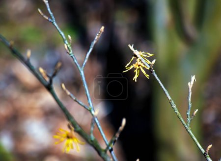 Hamamelis intermedia con flores amarillas que florecen a principios de primavera.