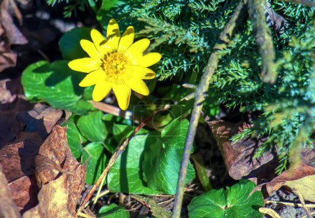 Fleurs jaune vif de Ficaria verna sur fond de feuilles vertes au début du printemps.