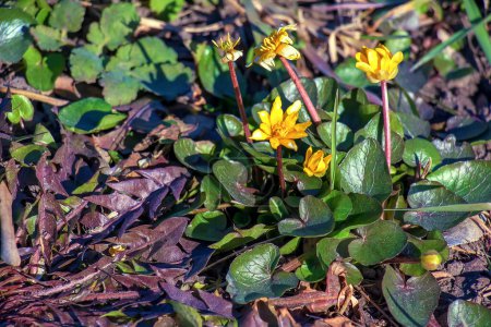 Leuchtend gelbe Blüten der Ficaria verna vor einem Hintergrund grüner Blätter im zeitigen Frühling.