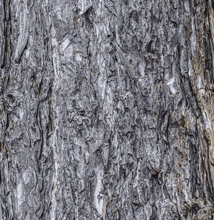 Illustration of a background of the bark of a Pinus nigra tree, family Pinaceae.