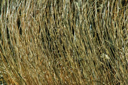 Fondo de hierba seca. Panículas secas de Miscanthus sinensis se balancean en el viento a principios de primavera.
