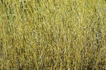 Fondo de hierba seca. Panículas secas de Miscanthus sinensis se balancean en el viento a principios de primavera.
