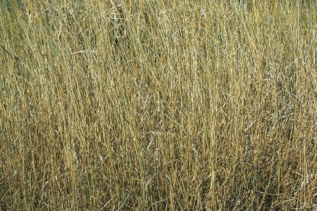 Trockenes Gras. Trockene Rispen von Miscanthus sinensis wiegen sich im Vorfrühling im Wind.