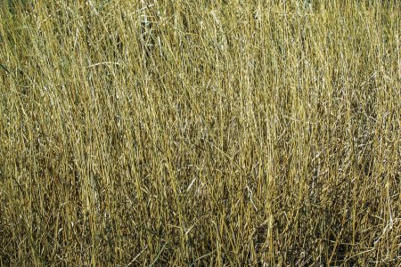 Fond d'herbe sèche. Panicules sèches de Miscanthus sinensis balancent dans le vent au début du printemps.
