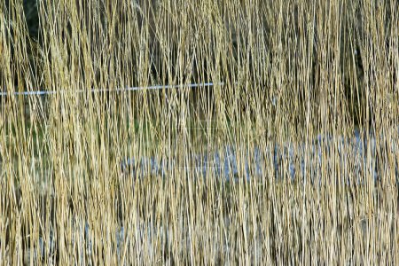 Dry grass background. Dry panicles of Miscanthus sinensis sway in the wind in early spring.