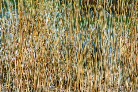 Fond d'herbe sèche. Panicules sèches de Miscanthus sinensis balancent dans le vent au début du printemps.
