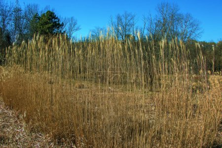 Trockenes Gras. Trockene Rispen von Miscanthus sinensis wiegen sich im Vorfrühling im Wind.