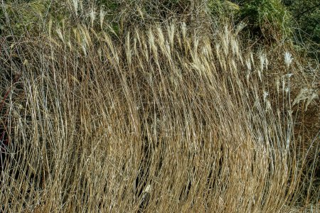 Dry grass background. Dry panicles of Miscanthus sinensis sway in the wind in early spring.