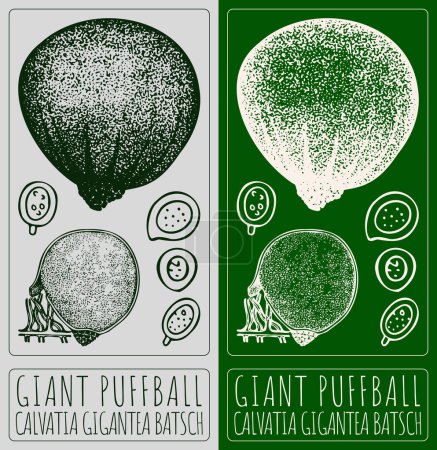 Zeichnung GIANT PUFFBALL. Handgezeichnete Illustration. Der lateinische Name ist CALVATIA GIGANTEA BATSCH.