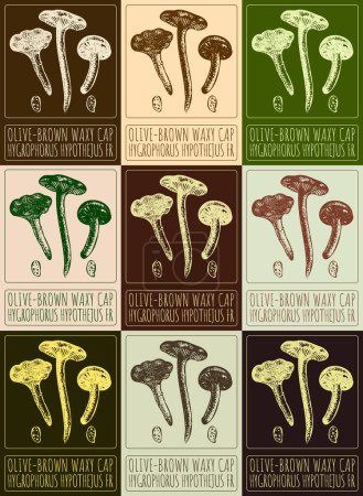 Set of drawing OLIVE-BROWN WAXY CAP in various colors. Hand drawn illustration. The Latin name is HYGROPHORUS HYPOTHEJUS FR.