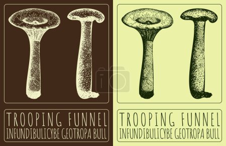 Drawing TROOPING FUNNEL. Hand drawn illustration. The Latin name is INFUNDIBULICYBE GEOTROPA BULL.