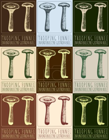 Set of drawing TROOPING FUNNEL in various colors. Hand drawn illustration. The Latin name is INFUNDIBULICYBE GEOTROPA BULL.