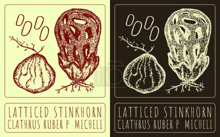 Dibujo LATTICED STINKHORN. Ilustración hecha a mano. El nombre en latín es CLATHRUS RUBER P MICHELI.