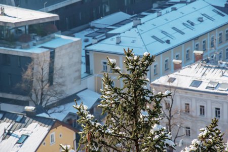 Eine gewöhnliche europäische Fichte im Schnee vor dem Hintergrund von Salzburger Gebäuden.
