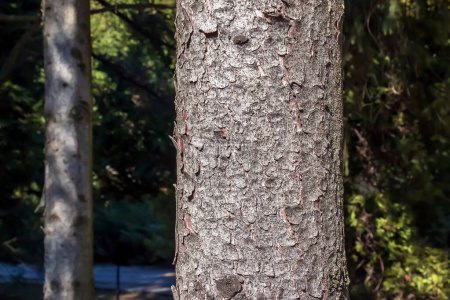 Struktur der Stammrinde der schottischen Fichte Picea abies. Natur Hautfarbe Hintergrund.