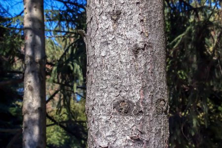 Struktur der Stammrinde der schottischen Fichte Picea abies. Natur Hautfarbe Hintergrund.