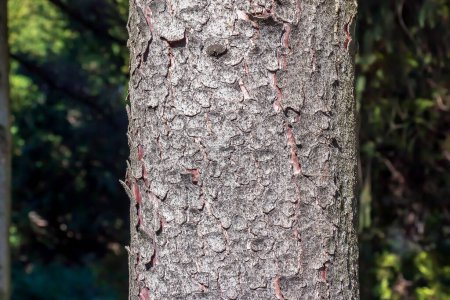 Textura de la corteza del tronco de abeto escocés Picea abies. Naturaleza piel fondo.