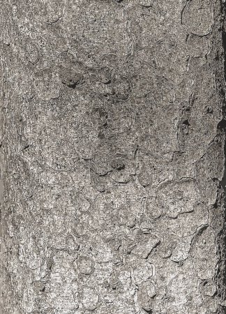 Illustration der Rindenstruktur des Stammes der Gemeinen Fichte Picea abies. Natur Hautfarbe Hintergrund.