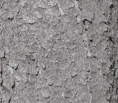 Illustration of the bark texture of the trunk of Norway spruce Picea abies. Nature skin background.
