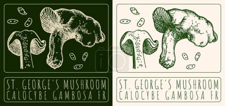 Zeichnen ST. GEORGE 'S MUSHROOM. Handgezeichnete Illustration. Der lateinische Name lautet CALOCYBE GAMBOSA FR.