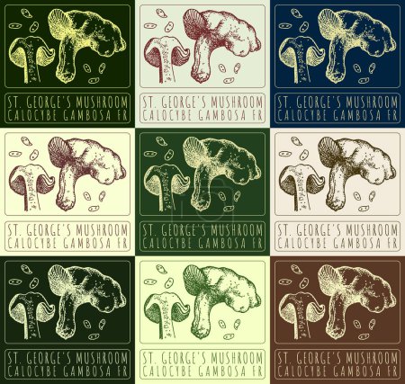 Set of  drawing ST. GEORGE'S MUSHROOM in various colors. Hand drawn illustration. The Latin name is CALOCYBE GAMBOSA FR.