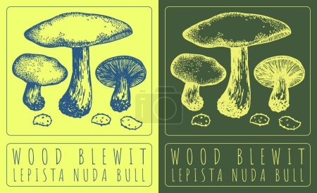 Drawing WOOD BLEWIT. Hand drawn illustration. The Latin name is LEPISTA NUDA BULL.