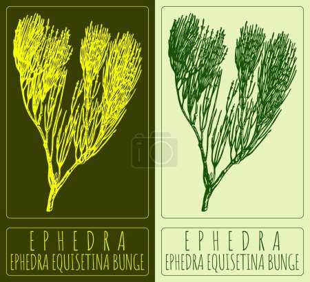 Zeichnung EPHEDRA. Handgezeichnete Illustration. Der lateinische Name ist EPHEDRA EQUISETINA BUNGE.