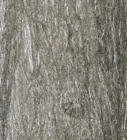 Photo for Illustration of the bark texture of Platycladus orientalis, also known as thuja sinensis, thuja orientalis or biota. - Royalty Free Image